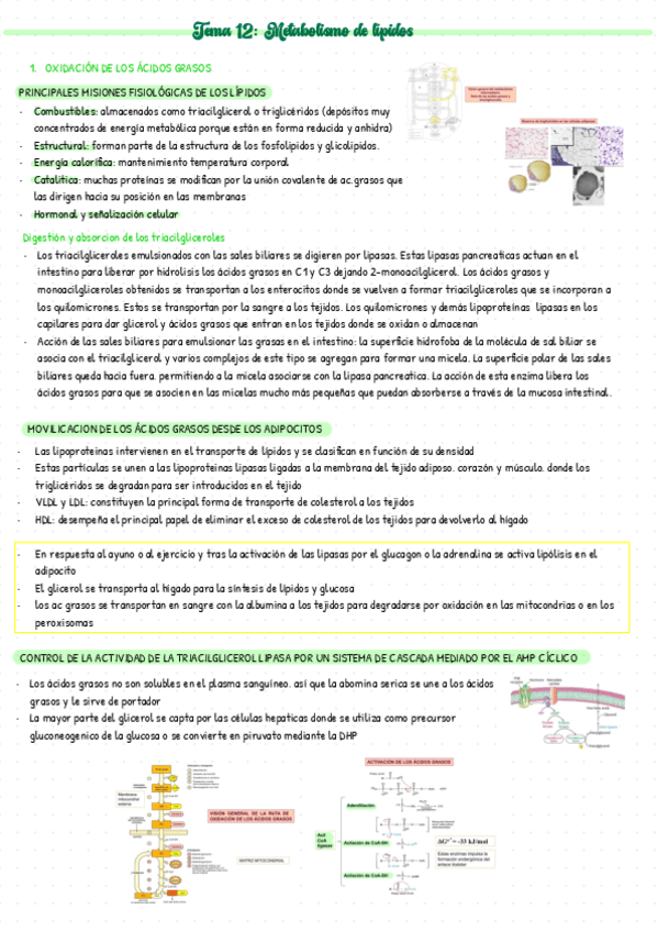 Miniatura del documento Bioquimica-T12.pdf