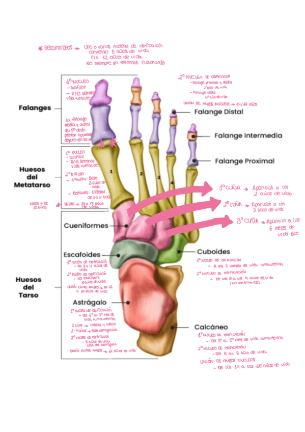 Miniatura del documento Osificacion-huesos-del-pie.pdf