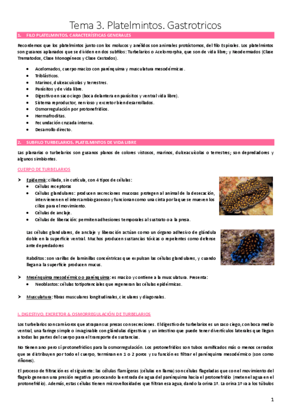 Miniatura del documento T3.-Platelmintos-y-Gastrotricos.pdf