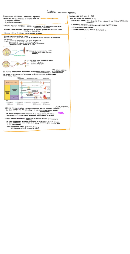 Miniatura del documento Tema-5.-Sistema-nervioso-eferente.pdf