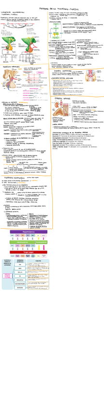 Miniatura del documento Tema-7.-Hormonas-del-eje-hipotalamo-hipofisis.pdf