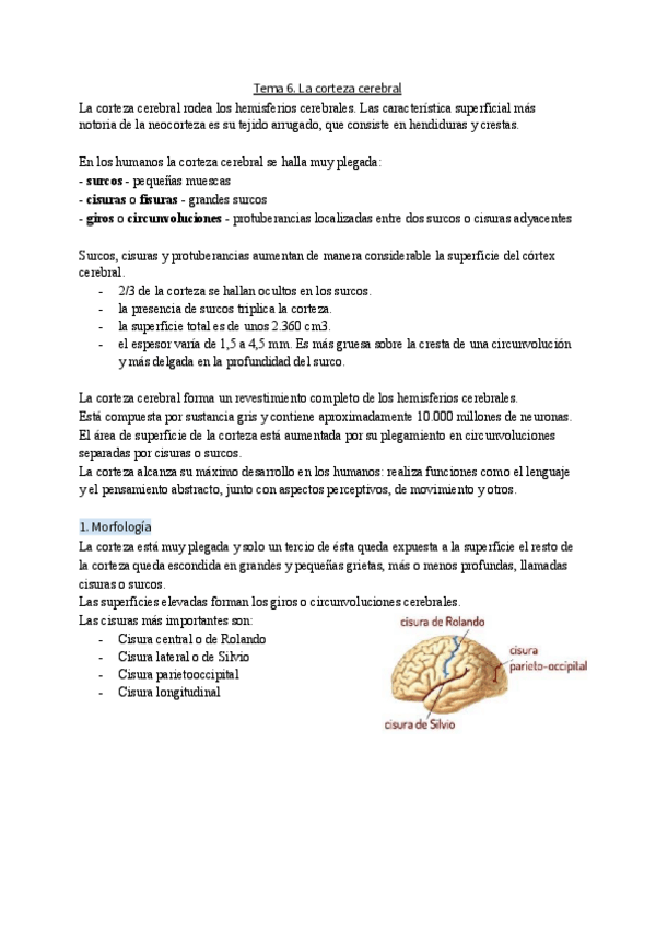 Miniatura del documento Tema-6.-La-corteza-cerebral.pdf