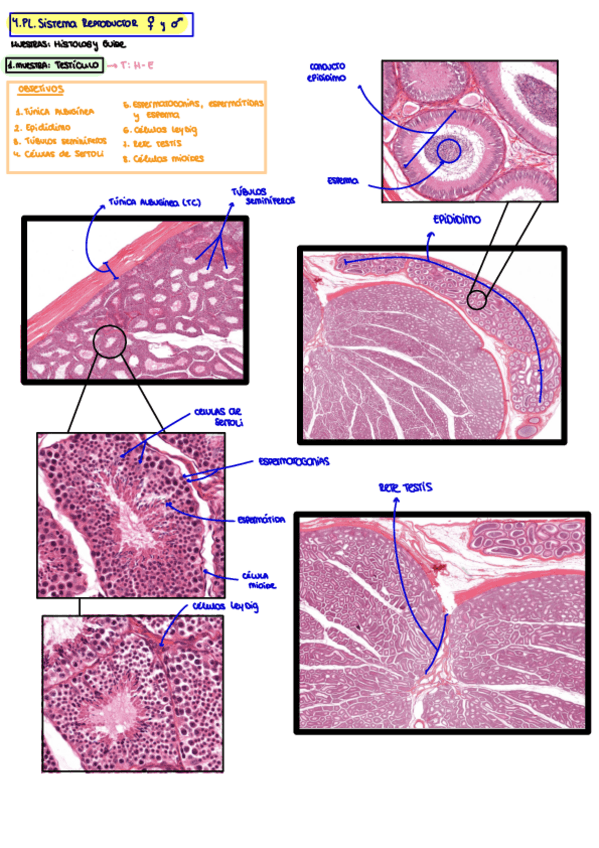 Miniatura del documento 4.PL.-Sistema-Reproductor-Fem-Y-Masc.pdf