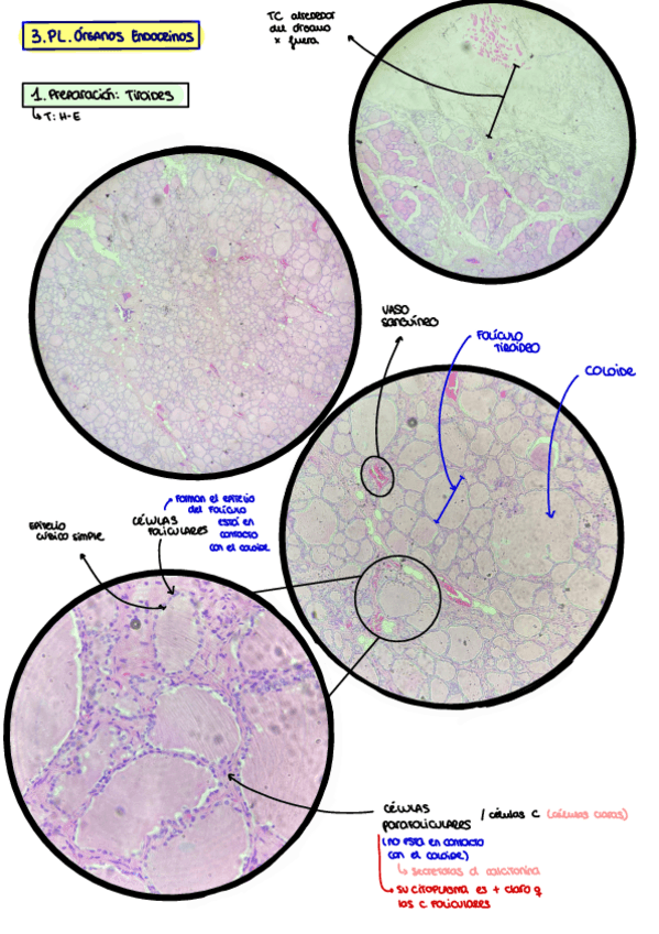 Miniatura del documento 3.PL.-Organos-Endocrinos.pdf