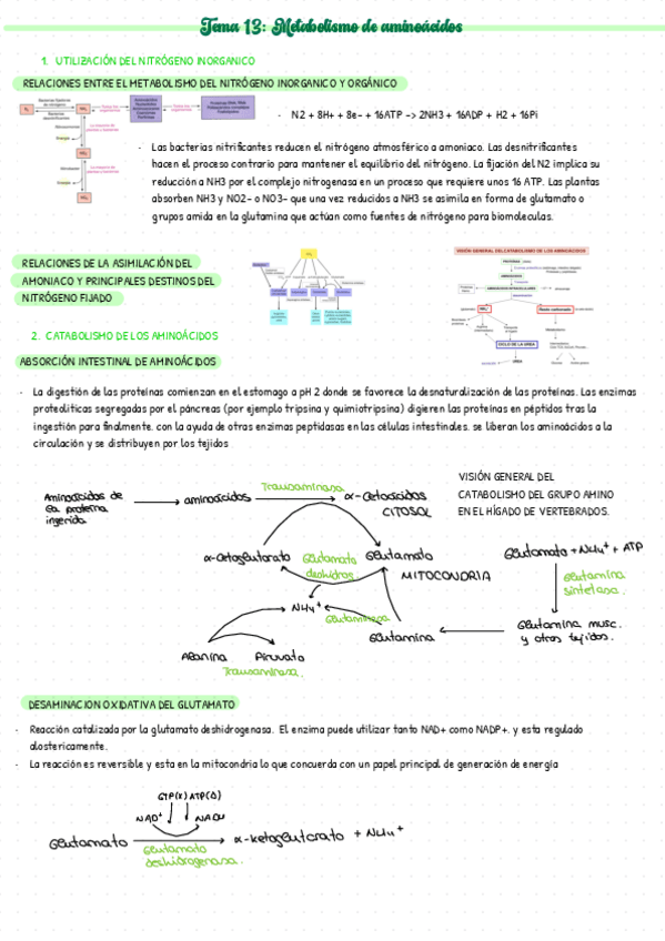 Miniatura del documento Bioquimica-T13.pdf