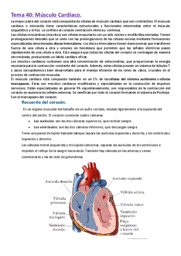 Miniatura del documento Tema-40-III-Musculo-Cardiaco.pdf