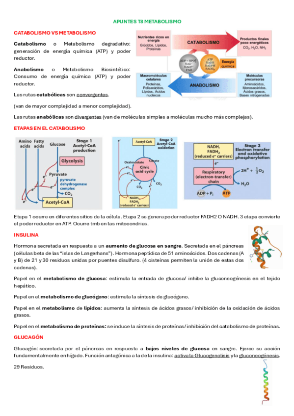 Miniatura del documento APUNTES-T8.pdf