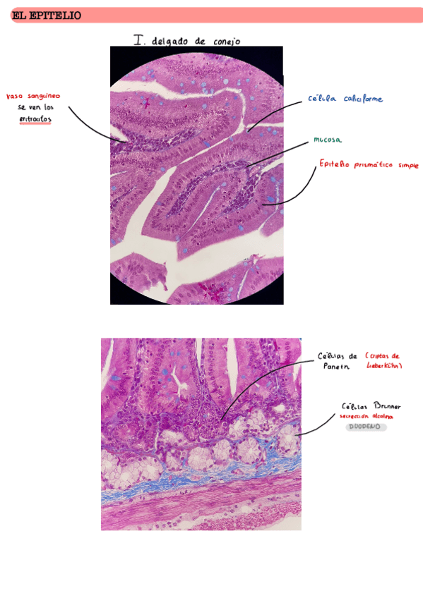 Miniatura del documento PRACTICAS-BCH-COMPLETO.pdf