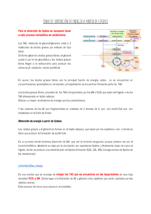 Miniatura del documento TEMA-10-OBTENCION-DE-ENERGIA-A-PARTIR-DE-LIPIDOS.pdf