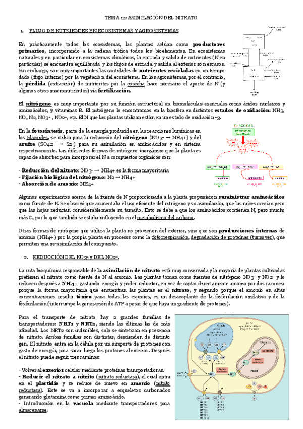 Miniatura del documento TEMA-12-ASIMILACION-DEL-NITRATO.pdf