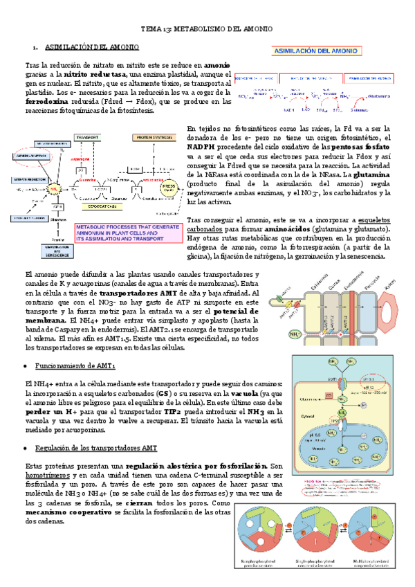 Miniatura del documento TEMA-13-METABOLISMO-DEL-AMONIO.pdf