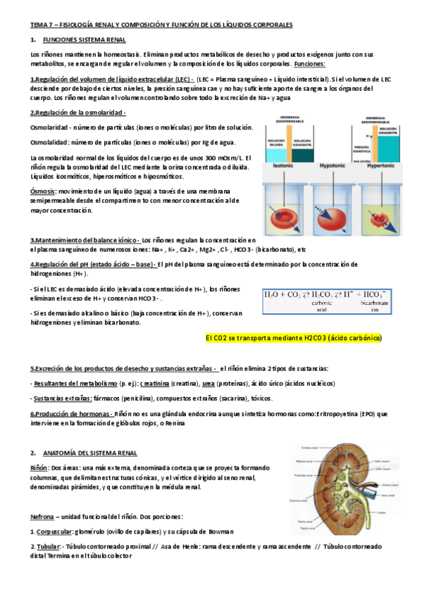 Miniatura del documento TEMA-7-FISIOLOGIA.pdf