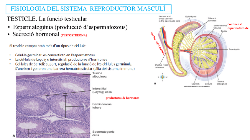 Miniatura del documento 8.2.S-Sistema-Reproductor-.-Fisiologia-masculina.-Fecundacio-i-embarac..pdf