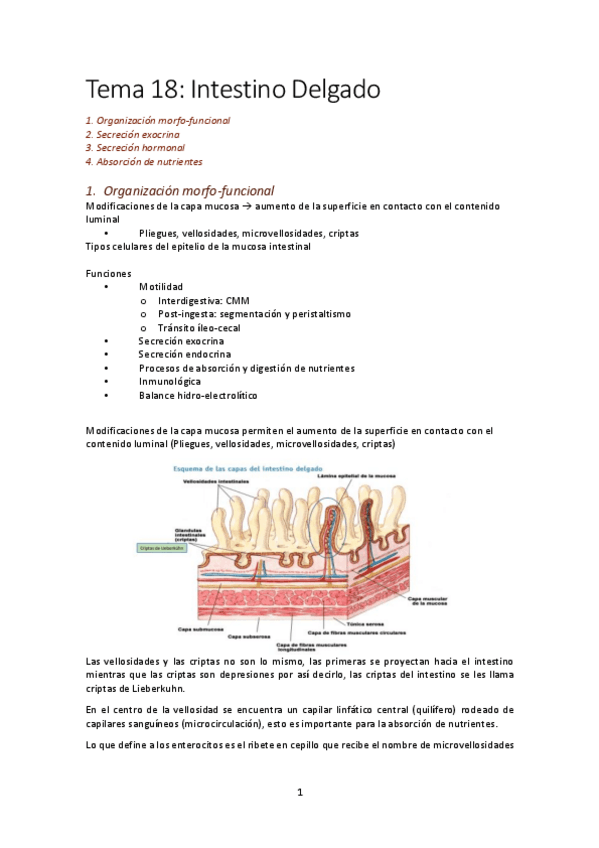 Miniatura del documento Tema-18-digestivo-mancebo.pdf