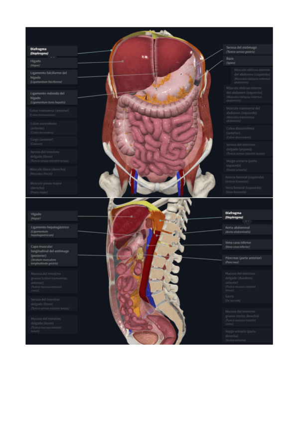 Miniatura del documento Laminas-complete-anatomy.pdf