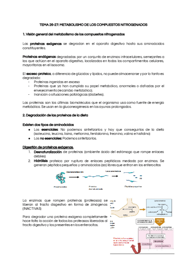 Miniatura del documento TEMA-26-27-METABOLISMO-DE-LOS-COMPUESTOS-NITROGENADOS.pdf
