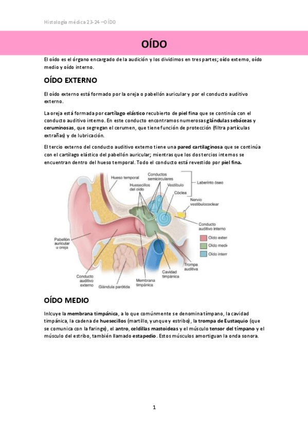 Miniatura del documento OIDO.pdf