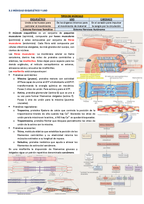 Miniatura del documento Ultra-resumen-Musculoesqueletico.pdf