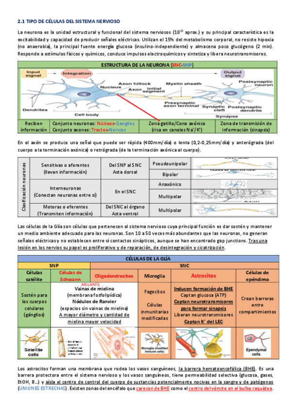 Miniatura del documento Ultra-resumen-Sistema-Nervioso.pdf