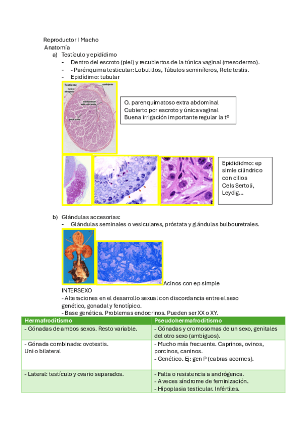 Miniatura del documento Reproductor-I-Macho.-imp.pdf