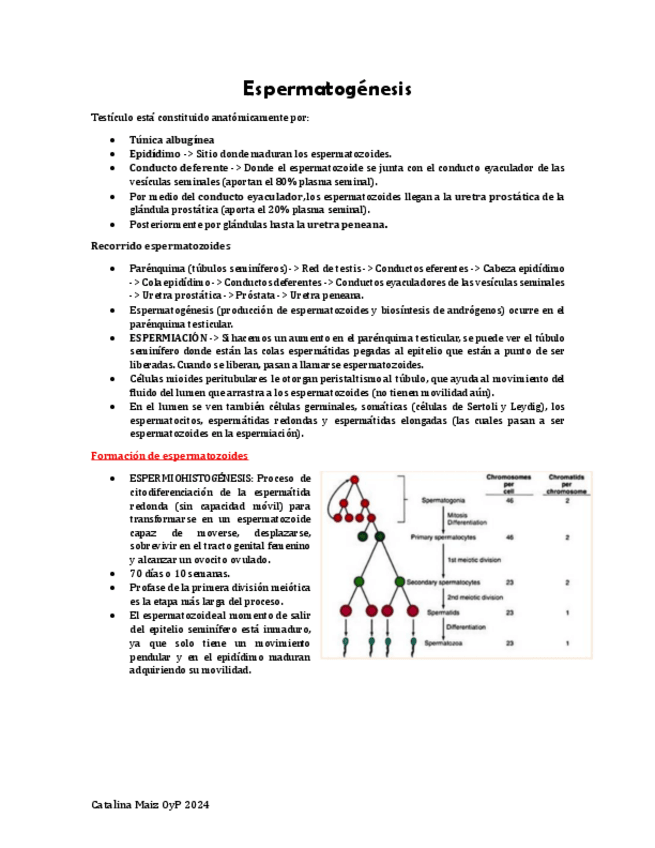 Miniatura del documento 4.-Espermatogenesis.pdf