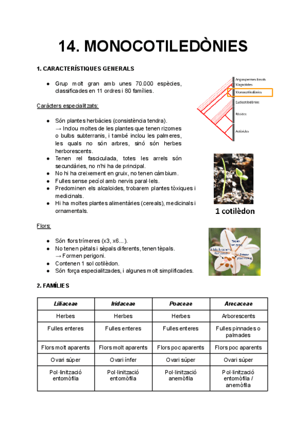 Miniatura del documento 14. Monocotiledònies.pdf