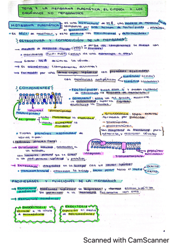 Miniatura del documento TEMA-7-LA-MEMBRANA-PLASMATICA-EL-CITOSO.pdf