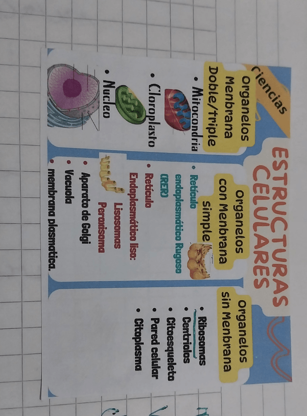 Miniatura del documento resumen-de-estructuras-celulares-8-basico.jpg