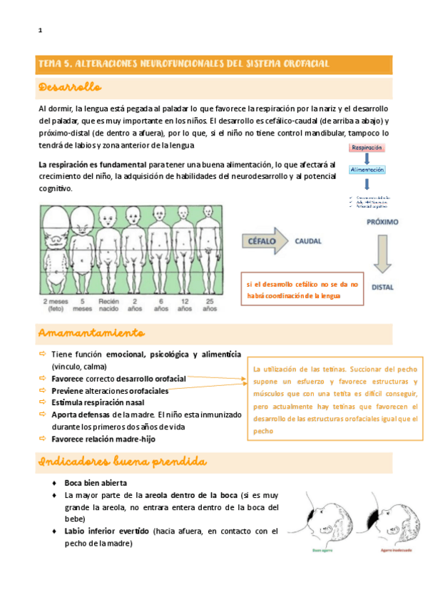 Miniatura del documento TEMA-5.-ALTERACIONES-NEUROFUNCIONALES-DEL-SISTEMA-OROFACIAL.pdf