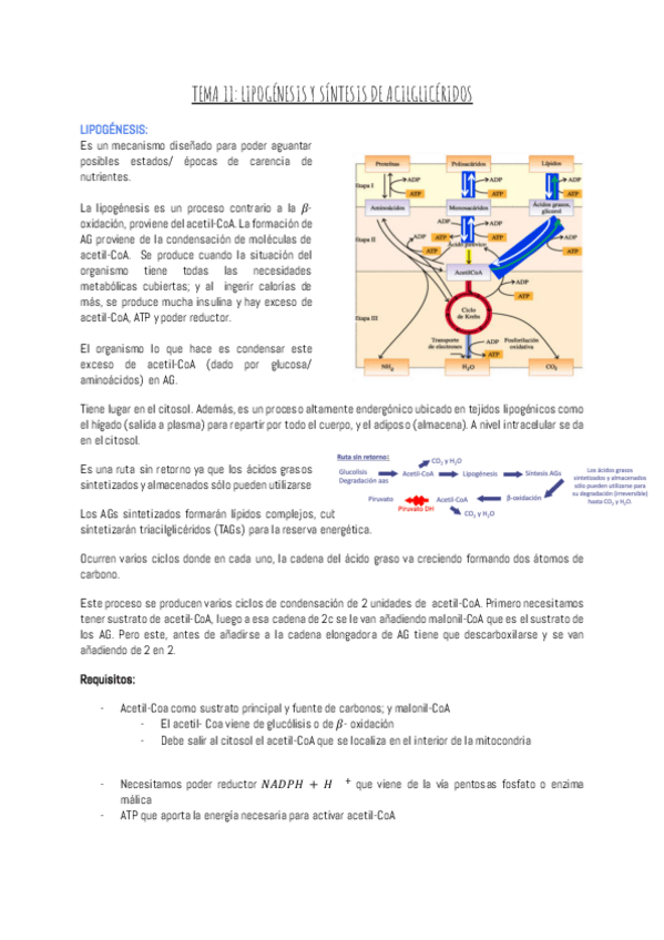 Miniatura del documento TEMA-11-LIPOGENESIS-Y-SINTESIS-DE-ACILGLICERIDOS.pdf