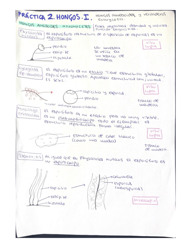 Miniatura del documento Practicas-botanica.-Que-cayo..pdf