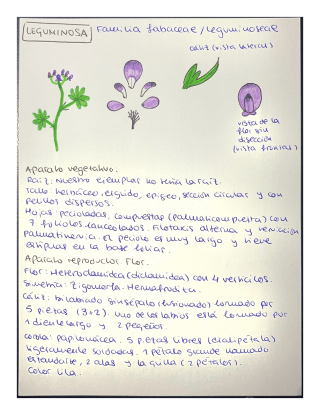 Miniatura del documento Ejemplos-descripcion-de-angiospermas.pdf