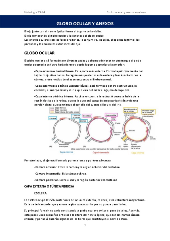 Miniatura del documento GLOBO-OCULAR-Y-ANEXOS.pdf