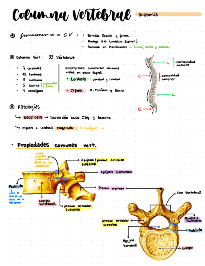 Miniatura del documento Torax--columna.pdf