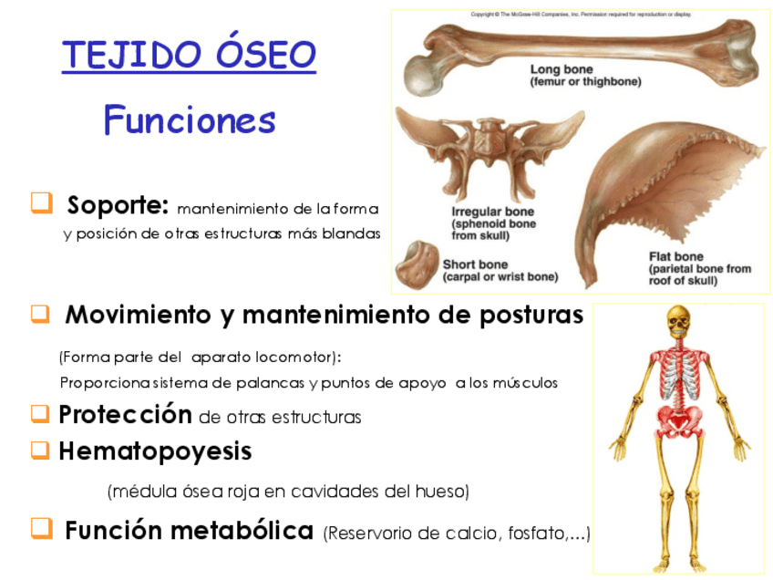 Miniatura del documento T8.-Tejido-Oseo-diapositiva-con-apuntes.pdf