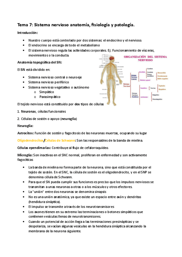 Miniatura del documento Tema-7-Sistema-nervioso.pdf
