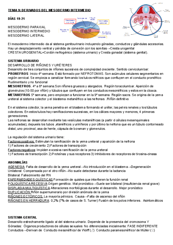 Miniatura del documento EMBRIOLOGIA-9-10-11.pdf