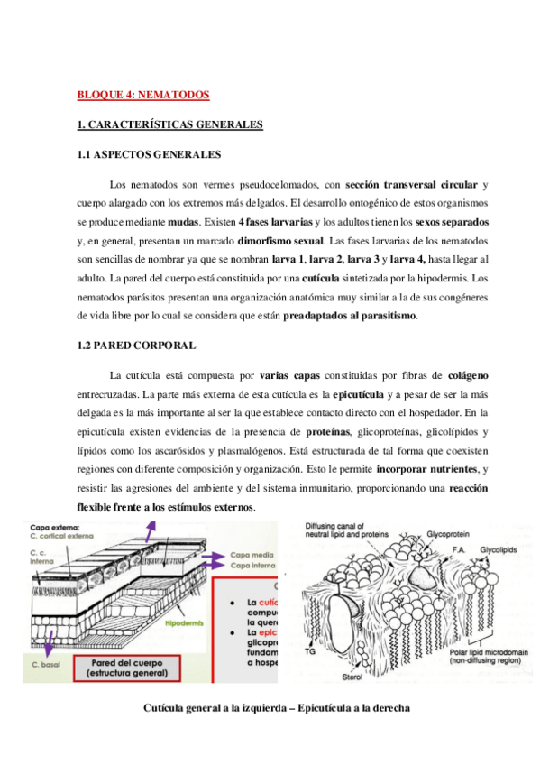 Miniatura del documento AP-Parasitologia-Bloque-4-WH.pdf