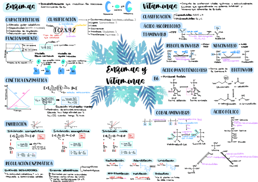 Miniatura del documento Esquema-Enzimas-Y-Vitaminas.pdf
