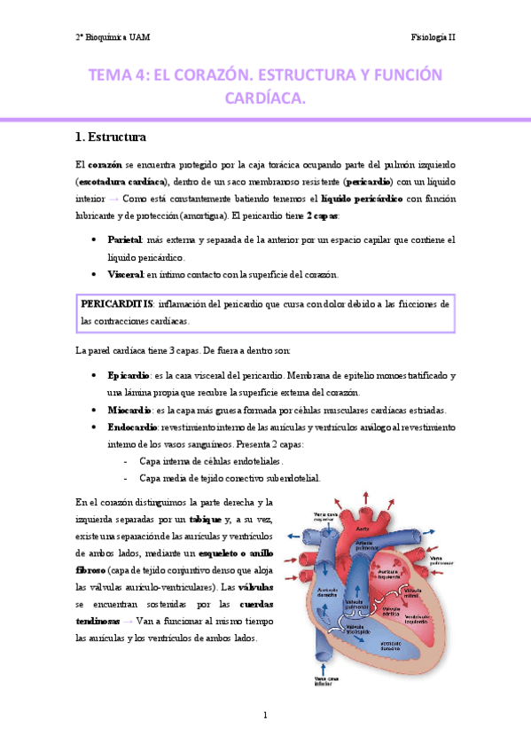 Miniatura del documento TEMA-3.-El-corazon..pdf