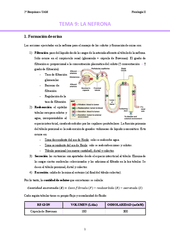 Miniatura del documento TEMA-9.-La-nefrona..pdf