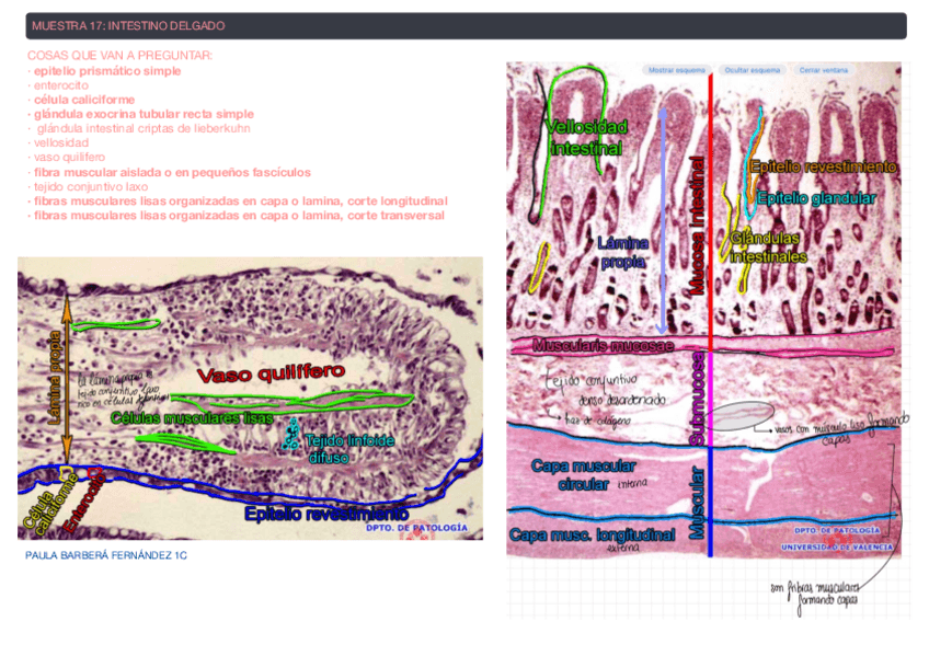Miniatura del documento Practica-4-APUNTES-EXAMEN-HISTOLOGIA-PRACTICO.pdf