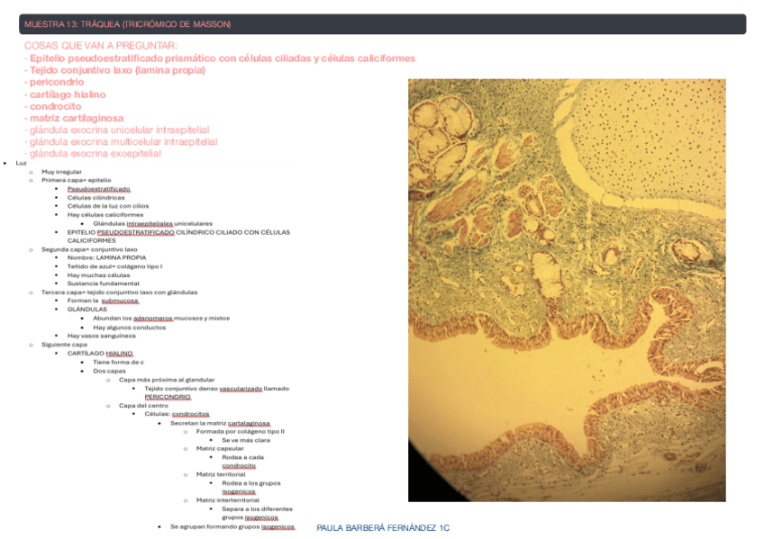 Miniatura del documento Practica-3-EXAMEN-PRACTICO-HISTOLOGIA.pdf