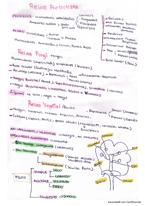 Miniatura del documento ResumenEsquemaClasificacionSeresVivos.pdf