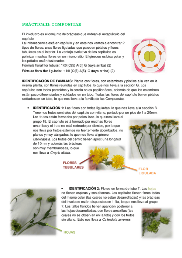 Miniatura del documento PRACTICA-12-COMPOSITAE.pdf