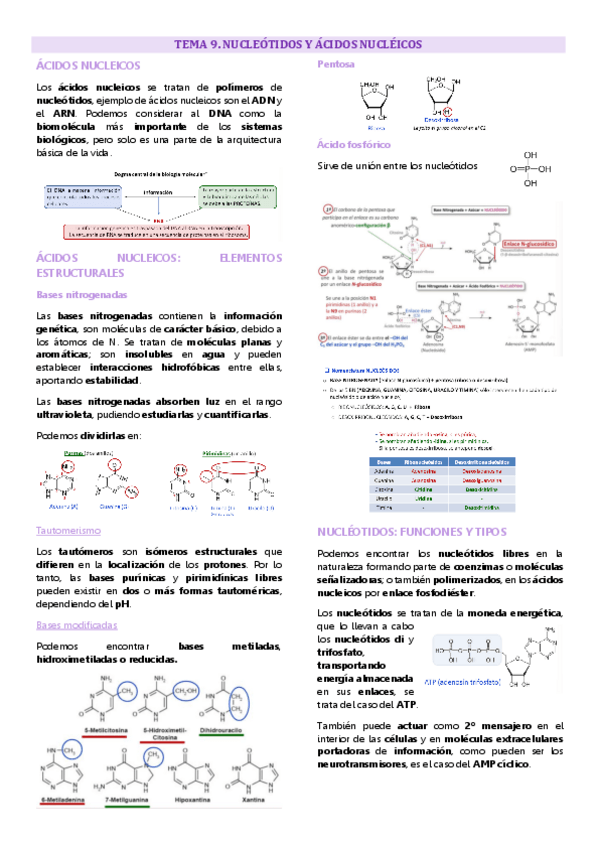 Miniatura del documento Tema 9 química biomolecular, Nucleótidos y ácidos nucleicos.pdf