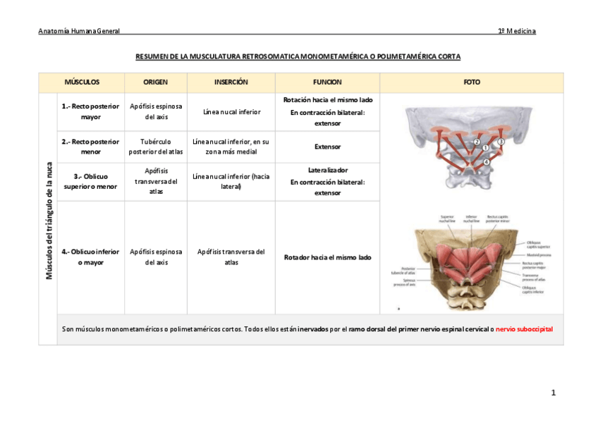 Miniatura del documento Tablas-resumen-musculos-anatomia-general.pdf