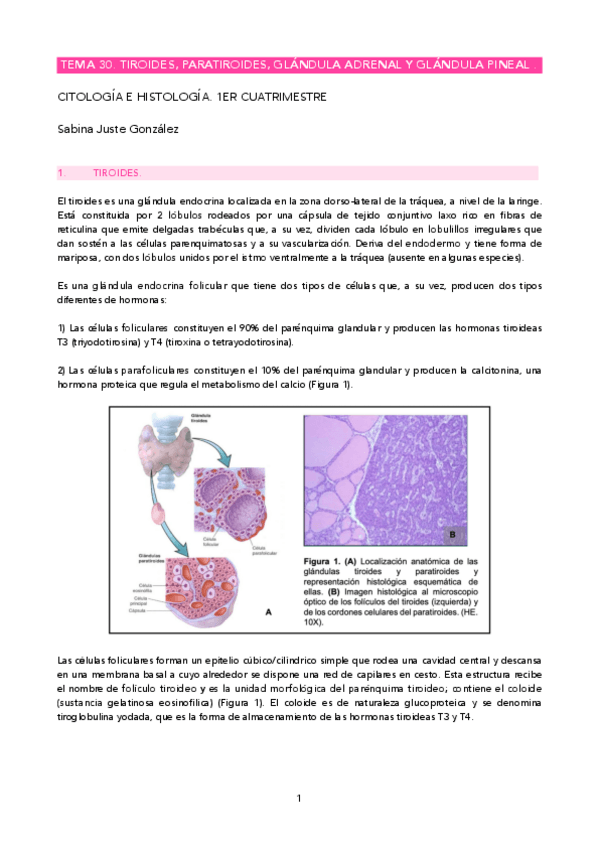 Miniatura del documento T30.-Tiroides-paratiroides-gandula-adrenal-y-glandula-pineal..pdf