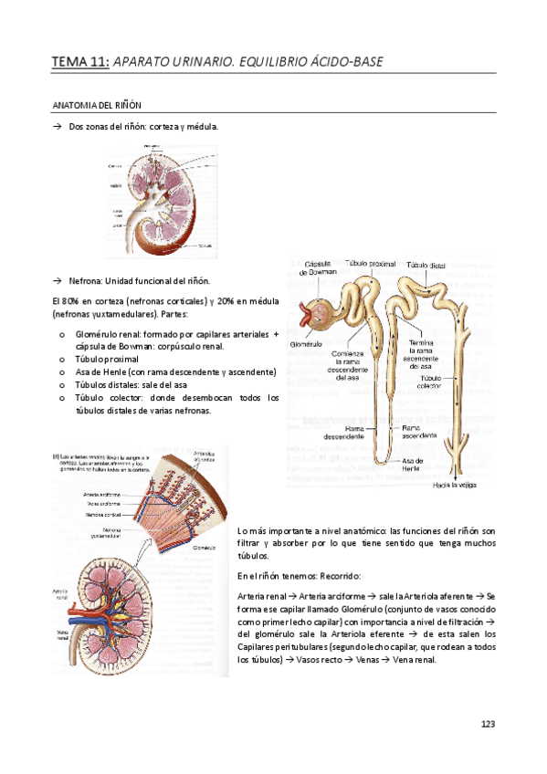 Miniatura del documento TEMA-11-APARATO-URINARIO.pdf