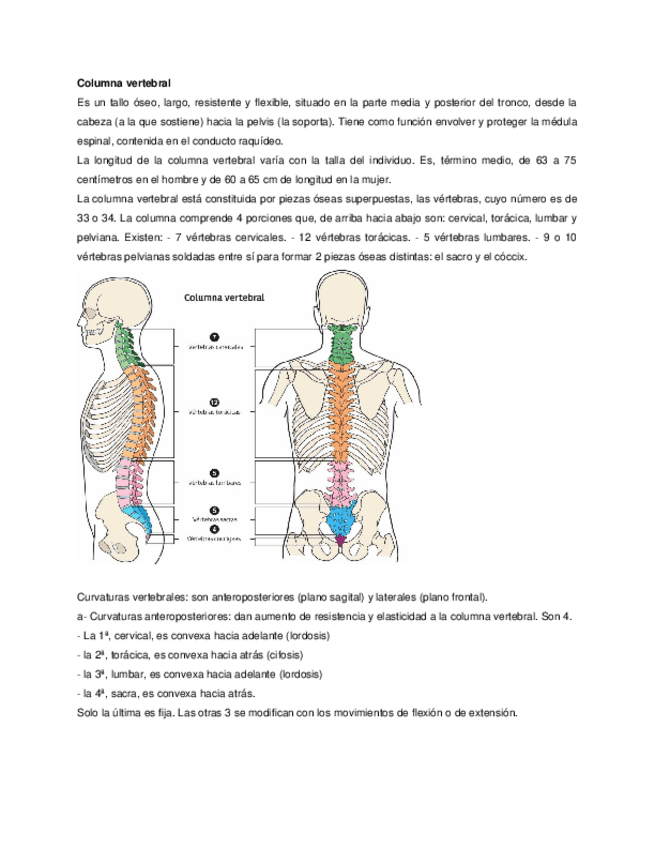 Miniatura del documento columna-vertebral.docx